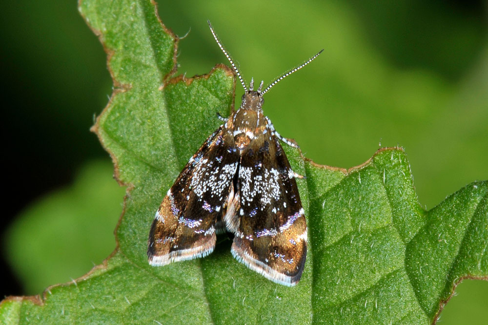 Choreutidae? s, Procoreutis sehestediana